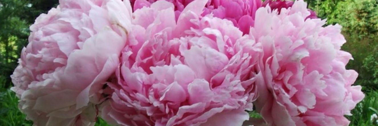 Michelle Eberlin banner