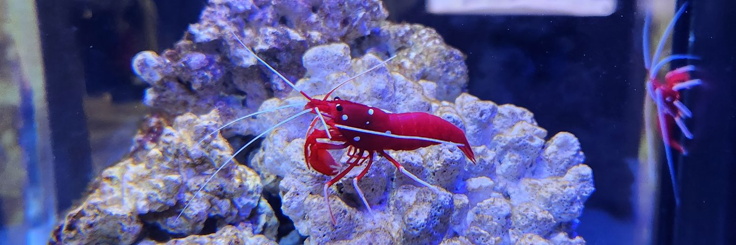 おちゃまる banner