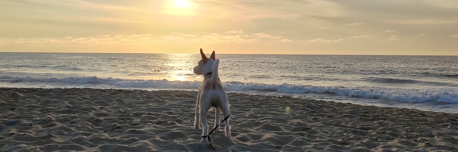 castulorg's profile banner image