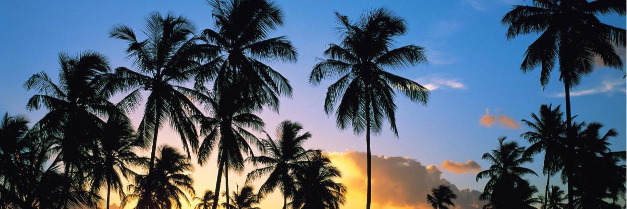 PalmTreeRecords, LLC banner