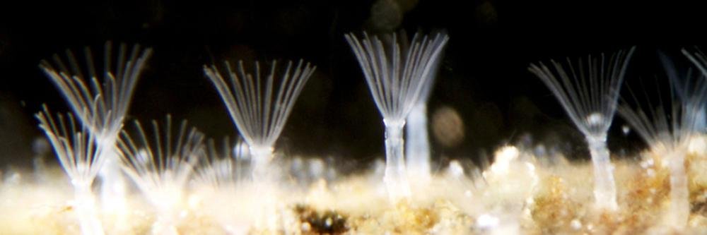 Masato Hirose banner