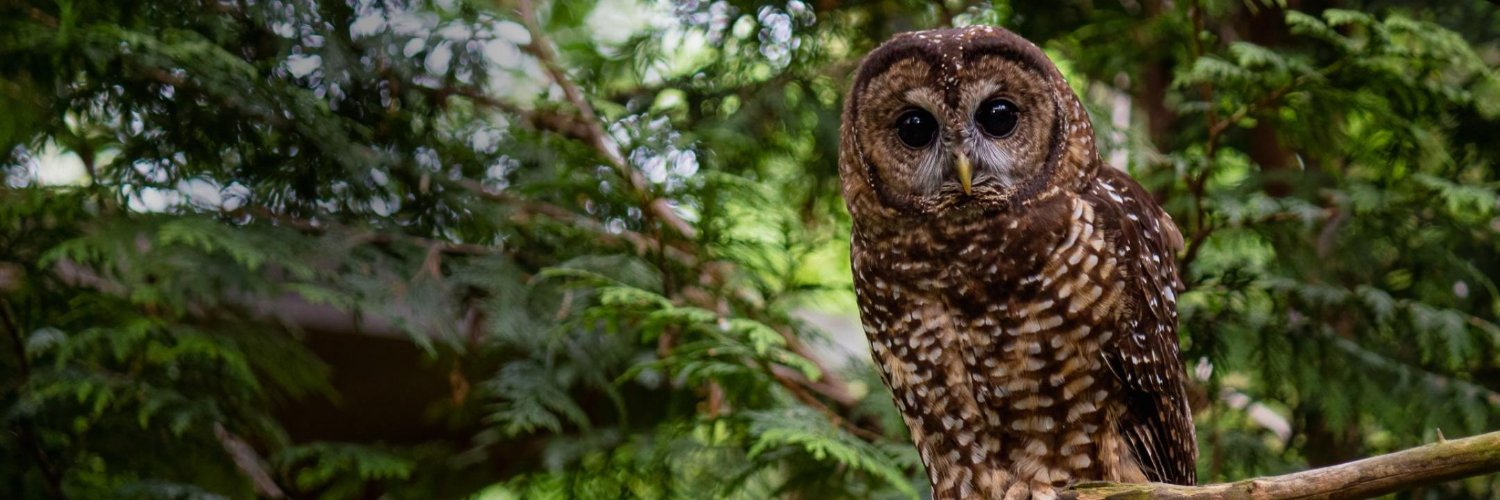 Northern Spotted Owl Breeding Program banner
