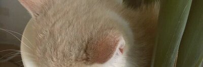 alphamae77's profile banner image