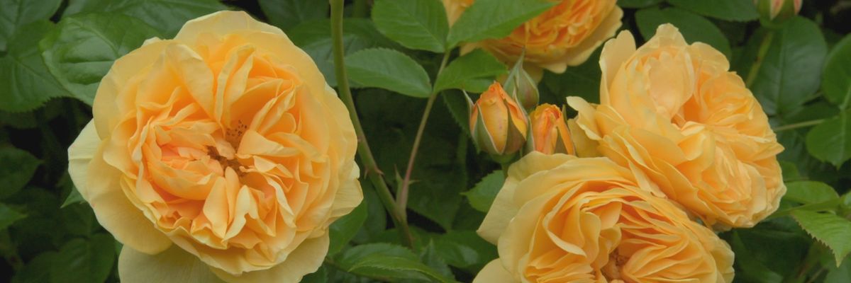 bellaous's profile banner image