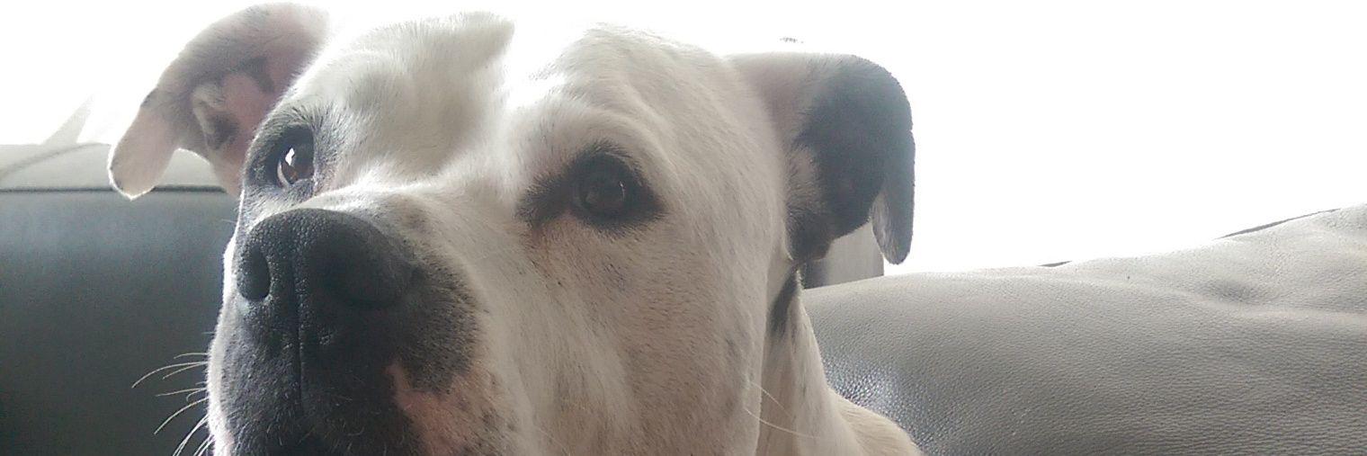 lapetcare's profile banner image