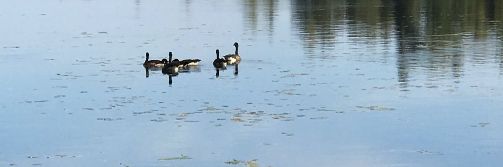 Elizabeth Robertson 🇨🇦🏴󠁧󠁢󠁳󠁣󠁴󠁿 banner