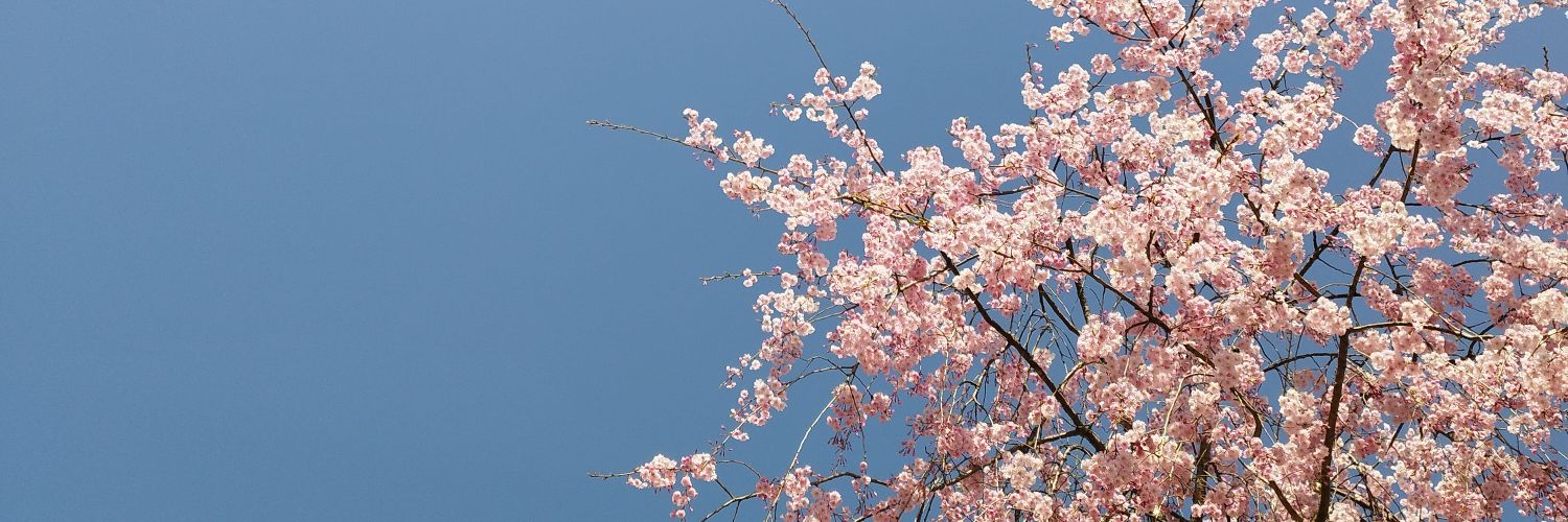 777techichi777's profile banner image