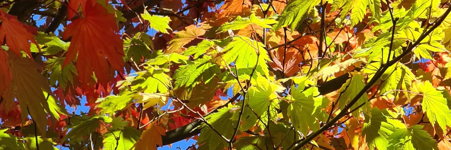 ozychk21's profile banner image