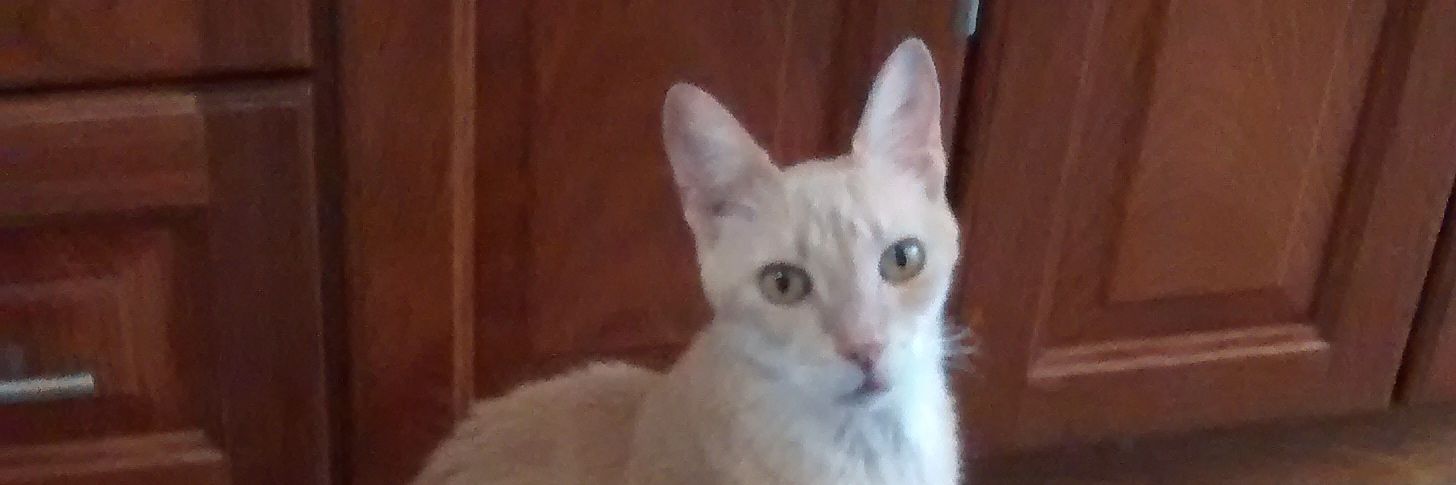 Alicia. 💛Escucho a CASI todos pero tengo criterio banner