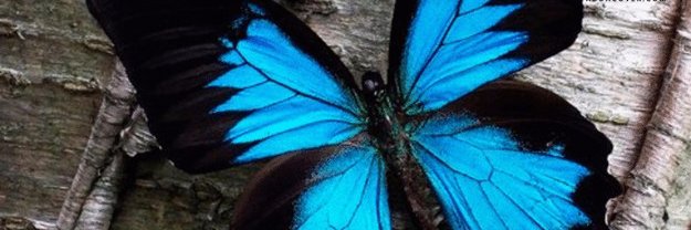 VanessaLester's profile banner image