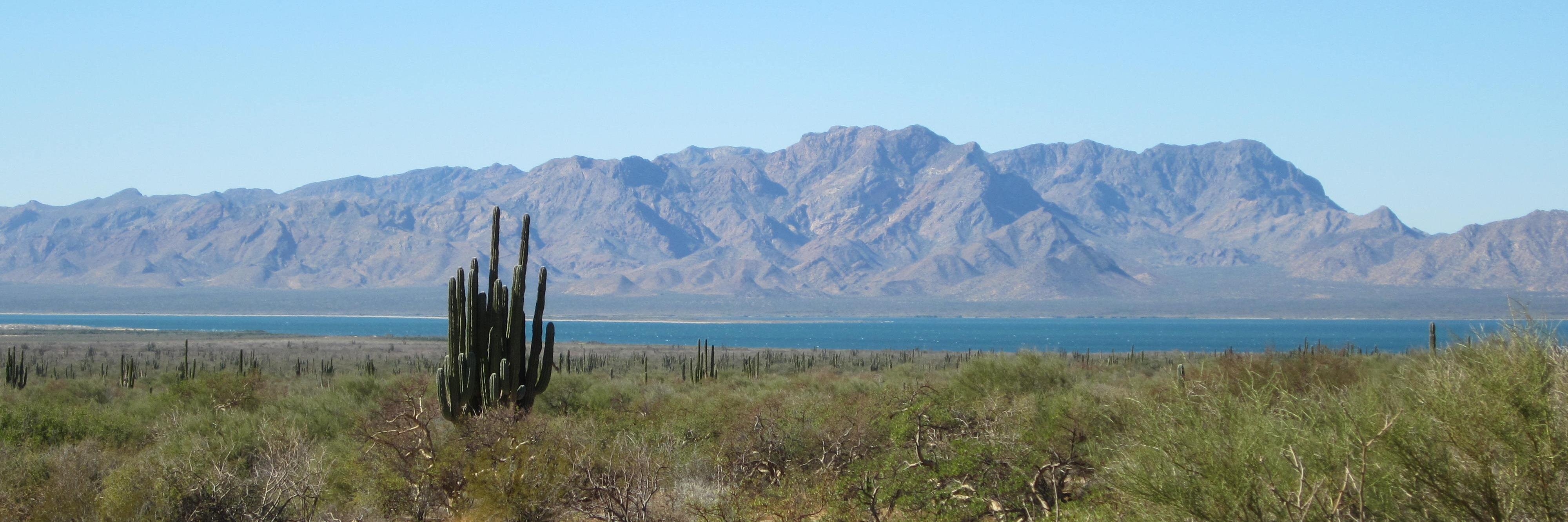 Carolyn O'Meara banner