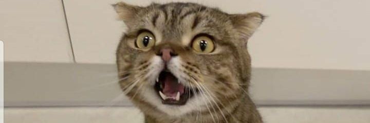farinha_98's profile banner image