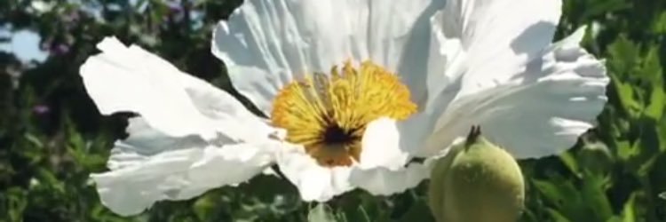 Cata Greloni Pierri banner