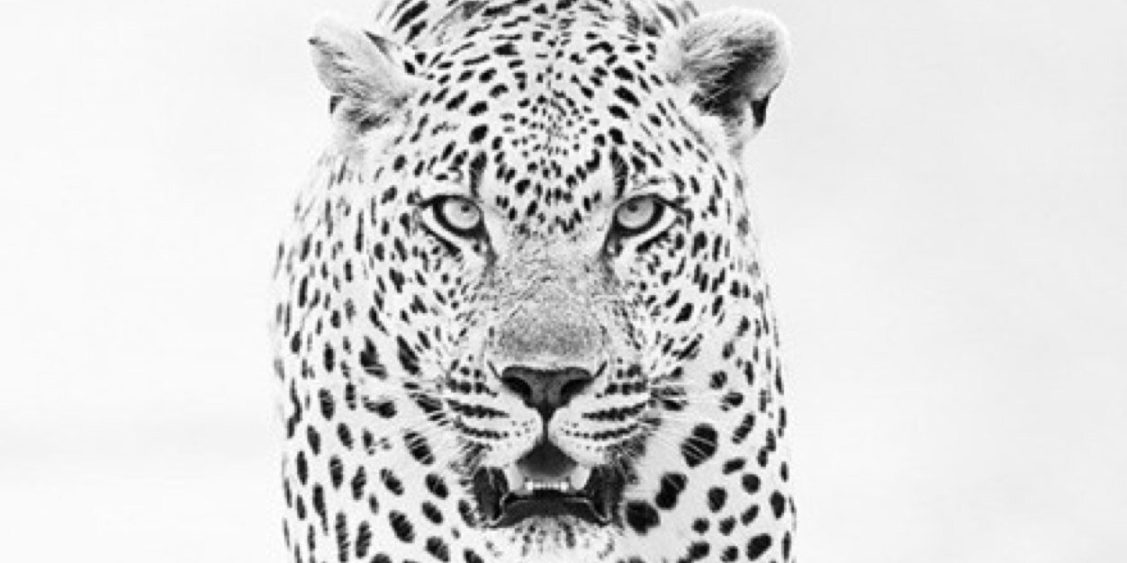 AshleyTremblay2's profile banner image