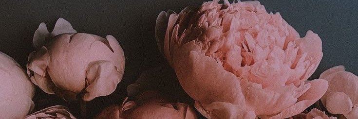 fatmaAlessa's profile banner image