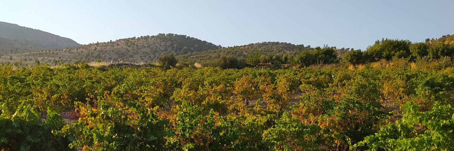 rsabirdan's profile banner image