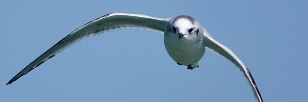 LongPointBirdOb Profile Banner