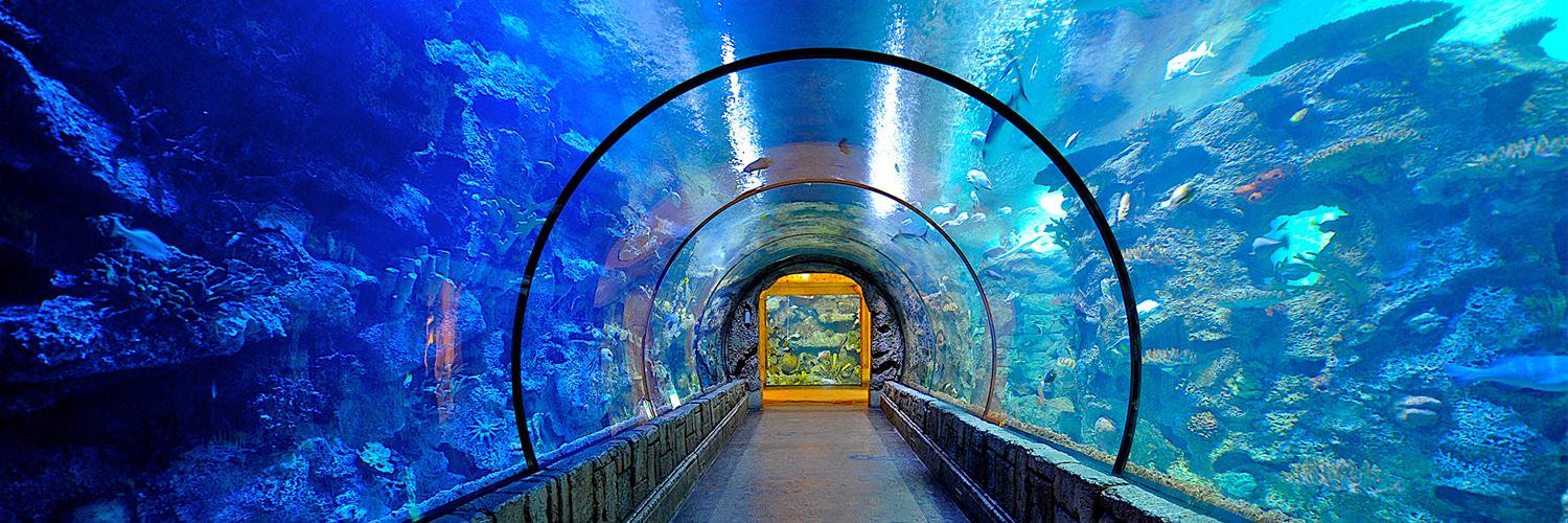 shark_reef's profile banner image