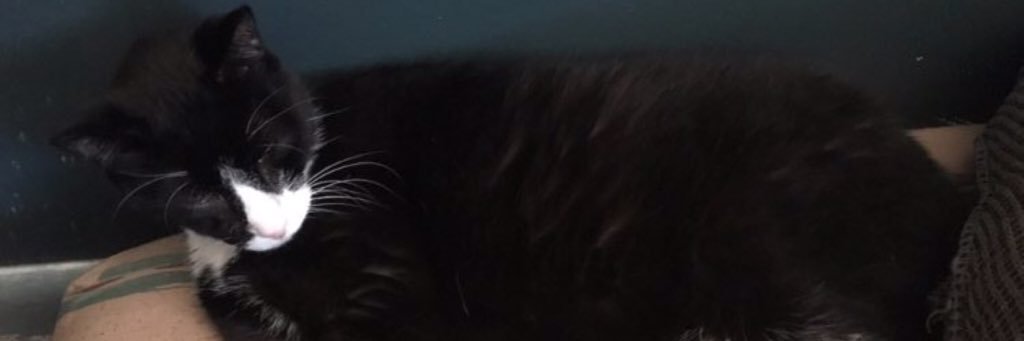 Che_Rapture's profile banner image