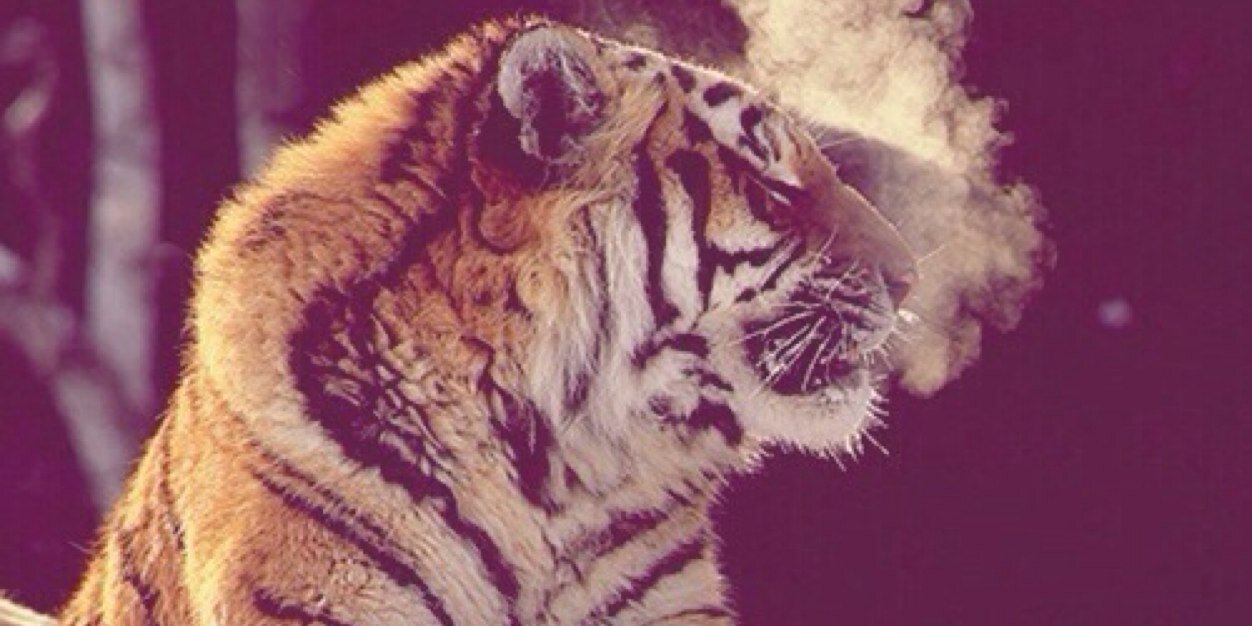 iingie_'s profile banner image