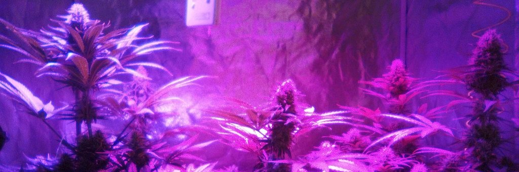 SpanishBreeder's profile banner image