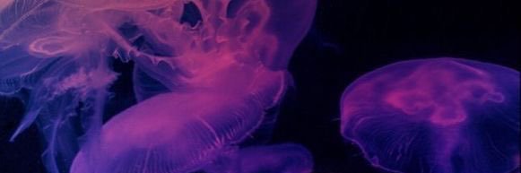 Ari ☁️ banner