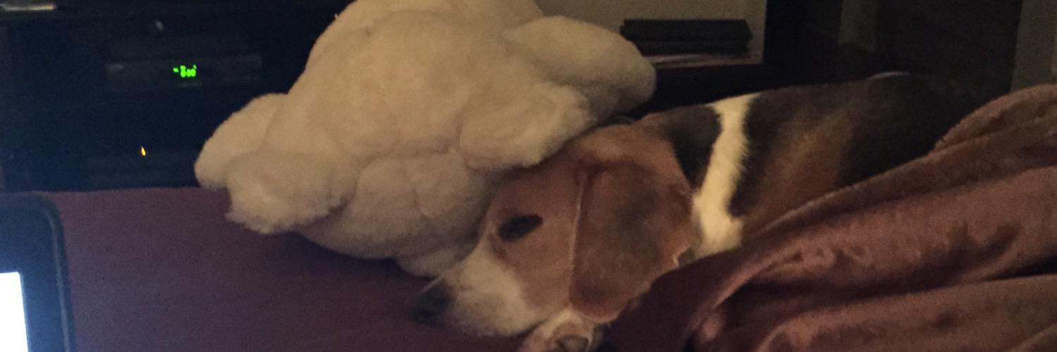 LokiTheBeagle's profile banner image