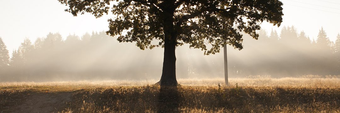 rastler's profile banner image