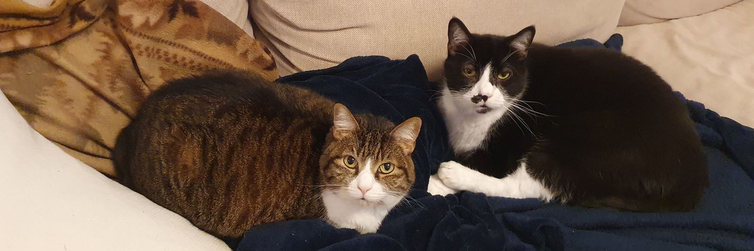 Ian Stewart 🇵🇸 banner