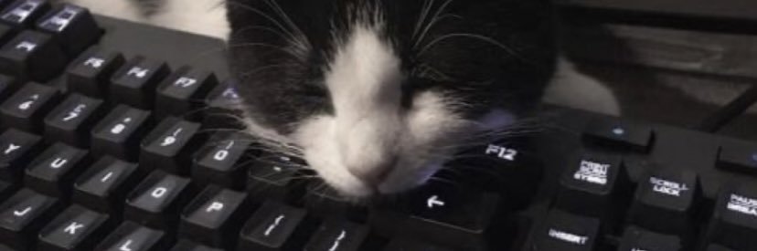 ninipicks's profile banner image
