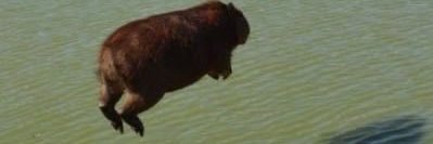 DiMuVi's profile banner image