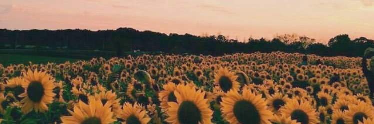 haileysholistic's profile banner image