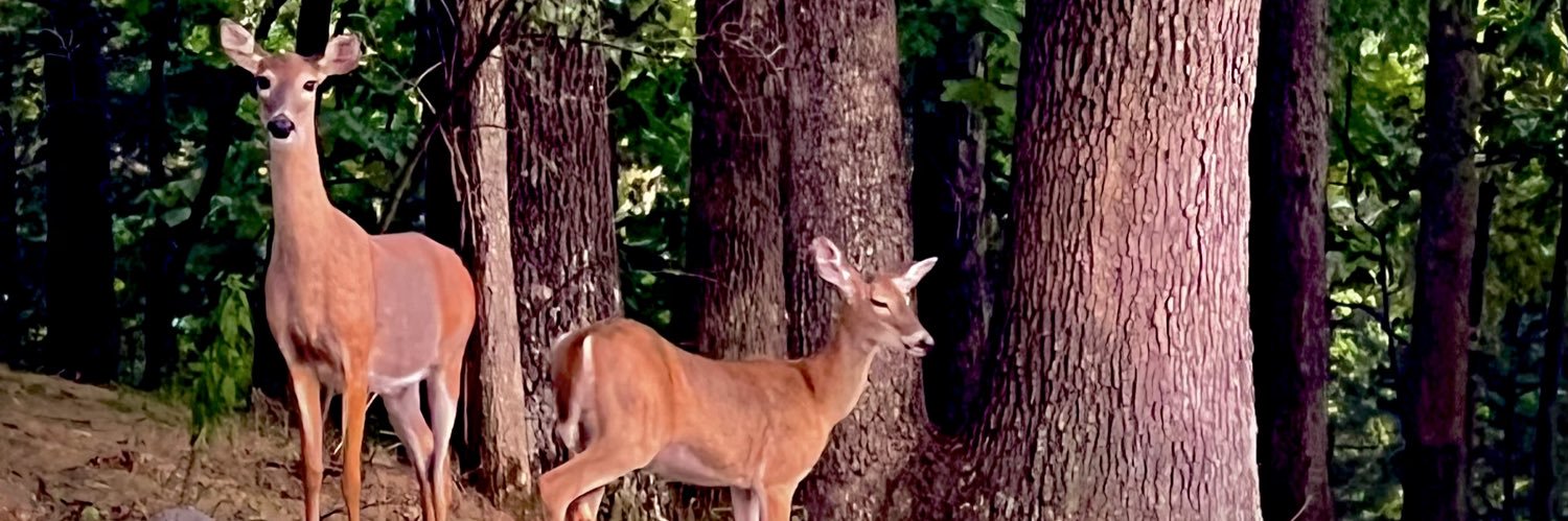 toddmccandless's profile banner image