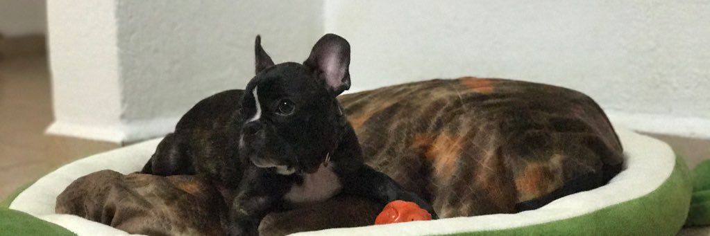 jesssike's profile banner image