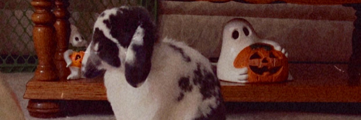 LottiPottti's profile banner image