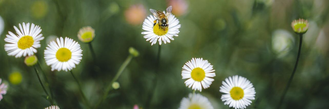 bluudaisy_'s profile banner image