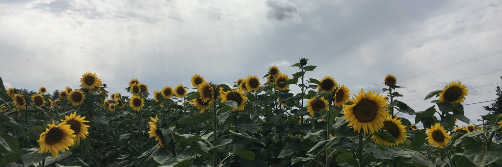 Ktgrayson's profile banner image