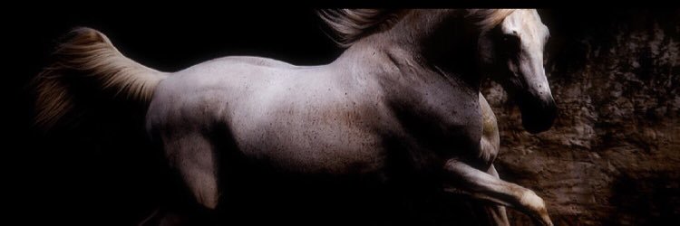 بنت سعود  ..ساره banner