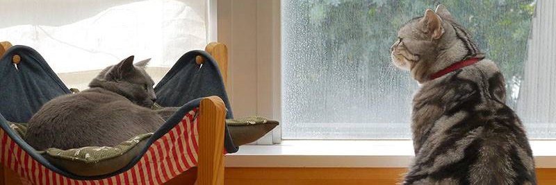 PetxHappy's profile banner image