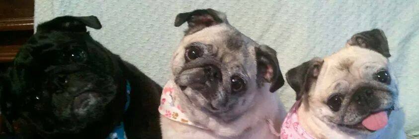Nacho_Pug's profile banner image