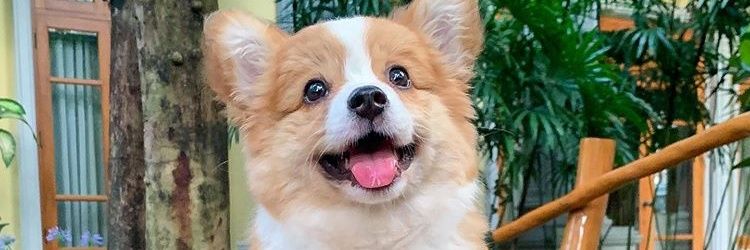 Oreo_DJ9215's profile banner image