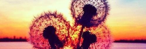 CruzMarimu009's profile banner image