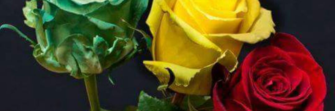ThickChick_86's profile banner image