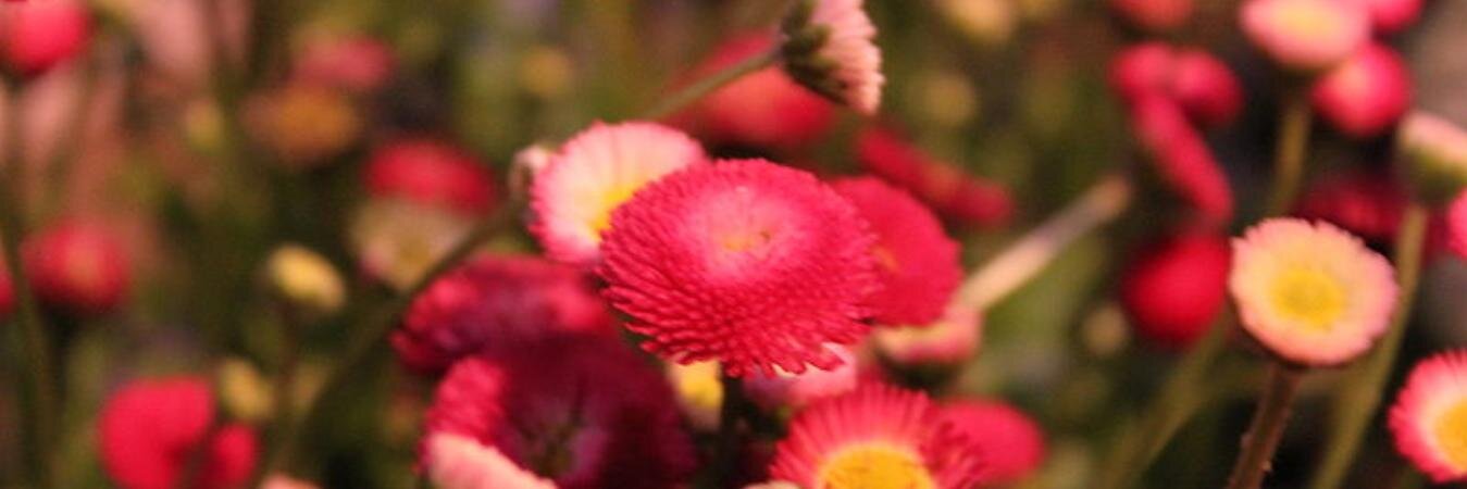subha1900's profile banner image
