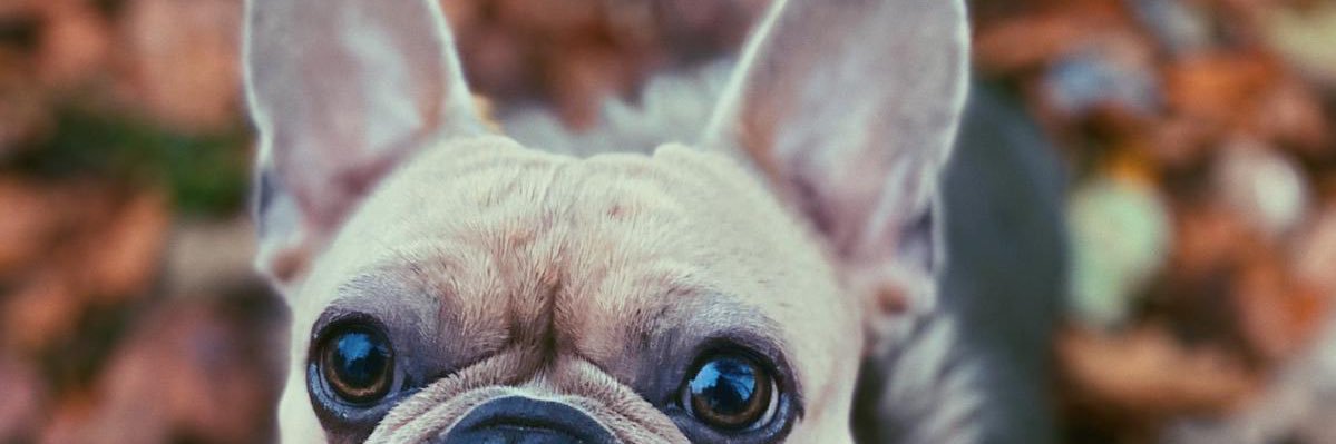 LivDavidson_'s profile banner image