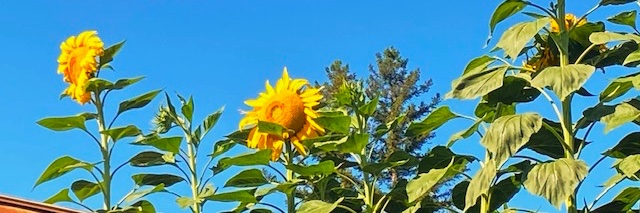 COGoneCali✝️ banner