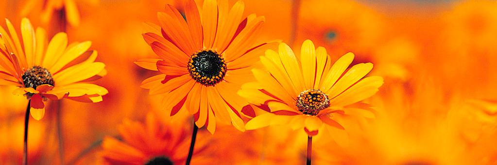 ketha_ramprasad's profile banner image
