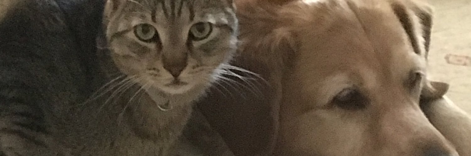 AliKlyncu's profile banner image