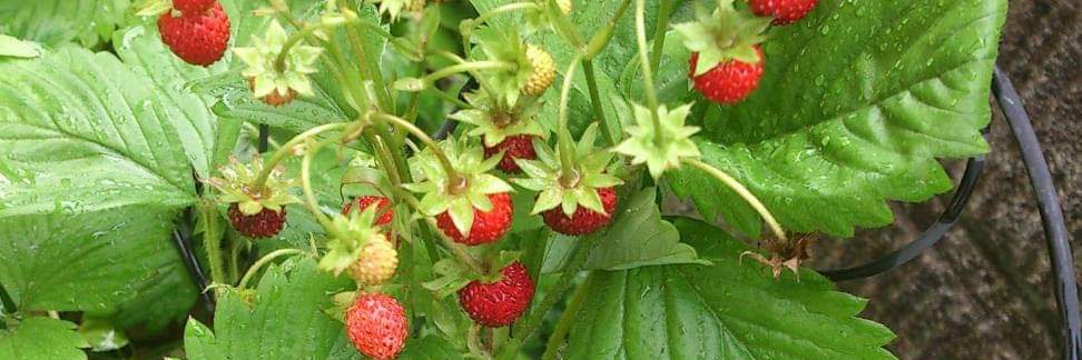 しょーこ🐱 banner