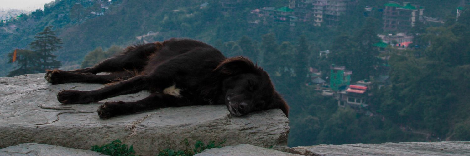 greytouse's profile banner image